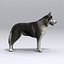 Siberian Husky