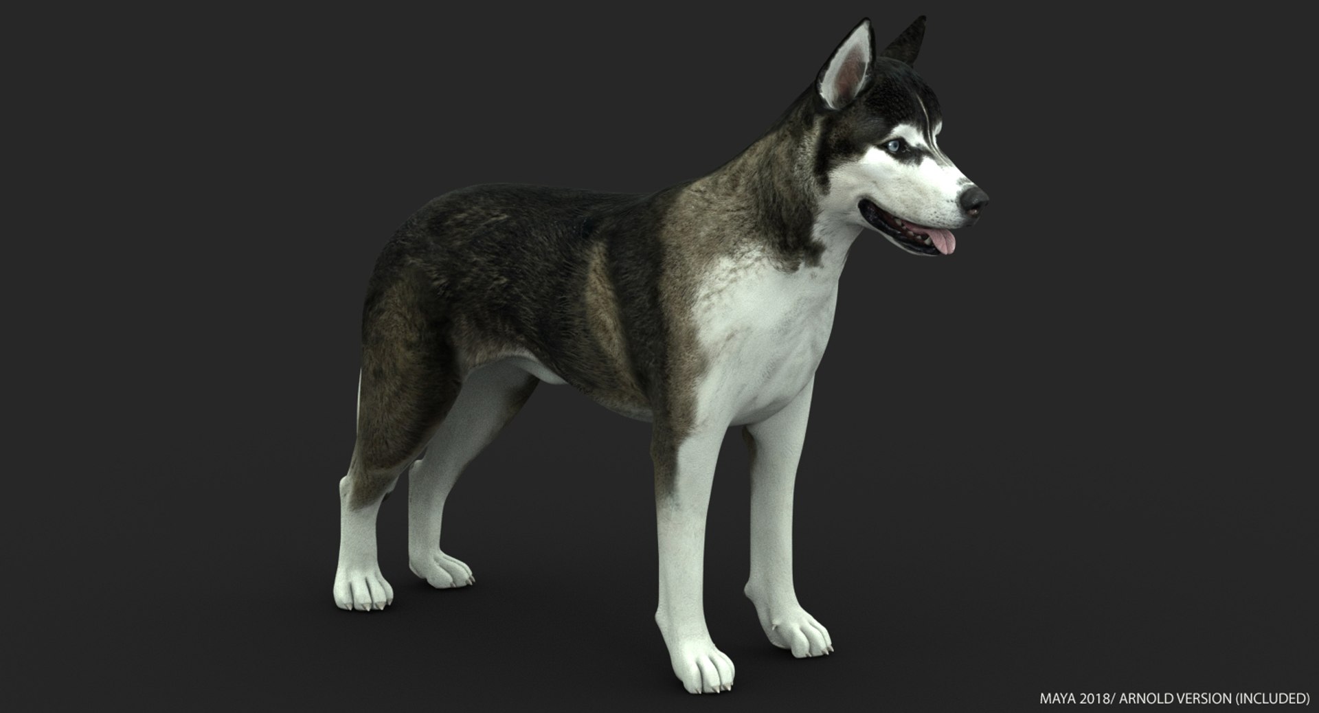 3d siberian husky https://p.turbosquid.com/ts-thumb/0k/mKfwwh/9wdnnYkw/nofur01tx/jpg/1545035646/1920x1080/fit_q87/d1aa6a279bf769c51714437924c29a73cd40cfb5/nofur01tx.jpg