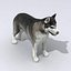 Siberian Husky