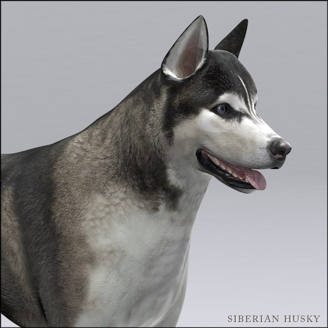 3d siberian husky https://p.turbosquid.com/ts-thumb/0k/mKfwwh/Qhi1VsdF/hd_l_1b/jpg/1314884622/1920x1080/fit_q87/2b31529901b4ca767fc4d3cf16a8f1dabb9c373c/hd_l_1b.jpg