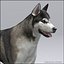 Siberian Husky