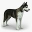 Siberian Husky