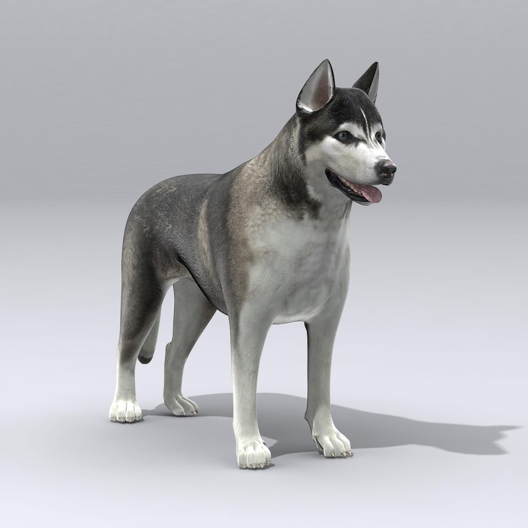 3d siberian husky https://p.turbosquid.com/ts-thumb/0k/mKfwwh/aMCwkr07/e/jpg/1314884622/1920x1080/fit_q87/1bee51c2af7d85979bc78944f94464604a0dde7a/e.jpg