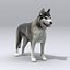 Siberian Husky