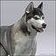 Siberian Husky