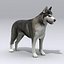 Siberian Husky