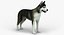 Siberian Husky