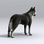 Siberian Husky