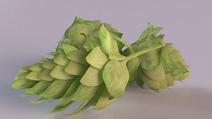 hops beer plant flower 3D