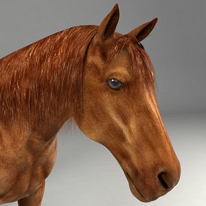realistical horse 3d model