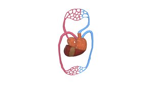 3D model Circulatory Heart
