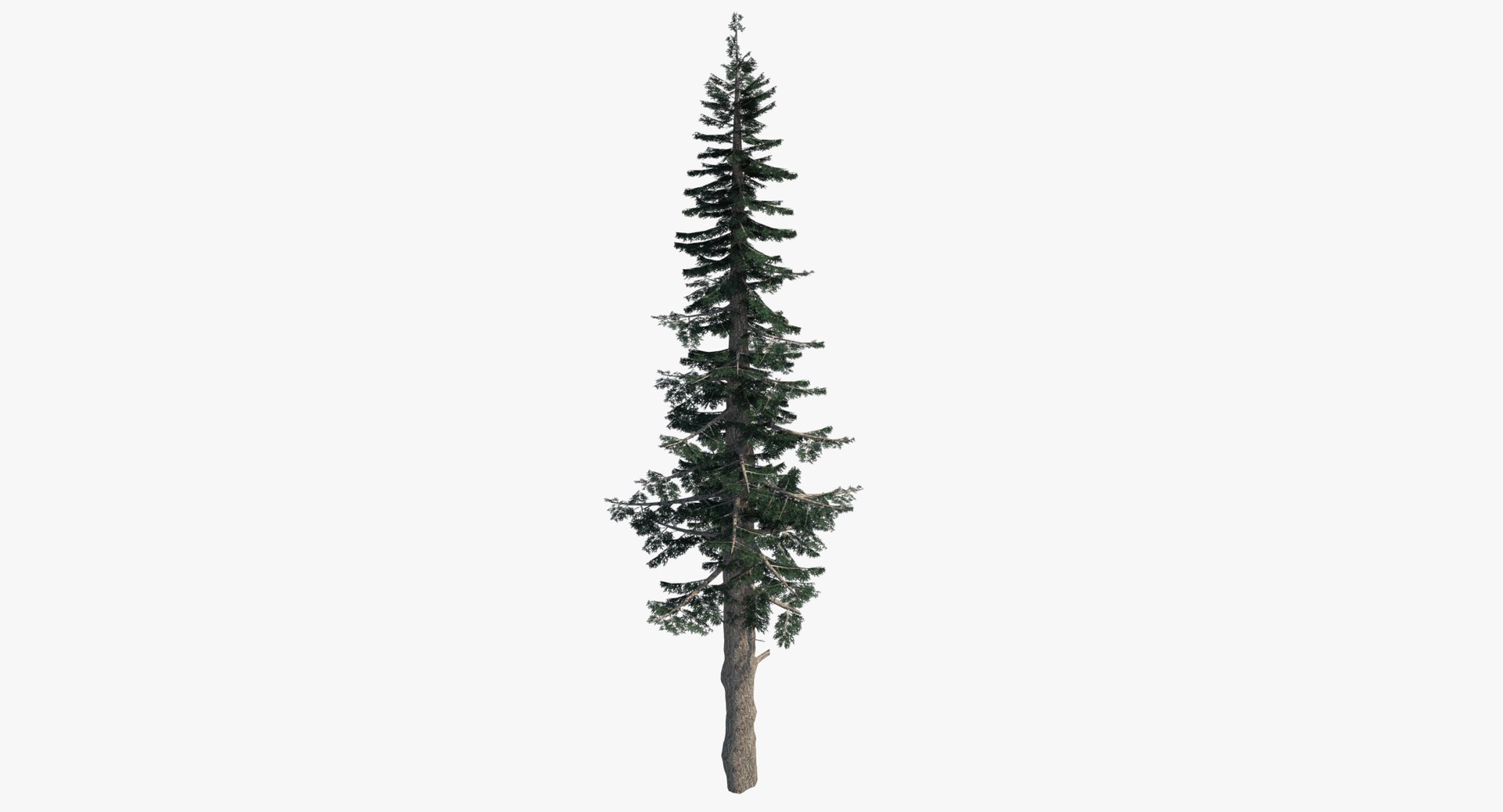 5,226 Tall Straight Trees Images, Stock Photos, 3D objects, & Vectors