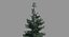 3d pine tree tall