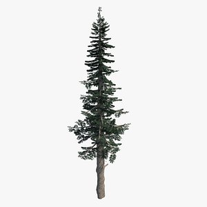Tall Pine Tree