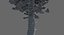3d pine tree tall