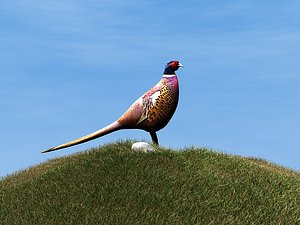 pheasant