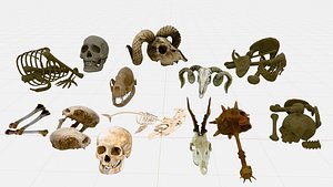 Skull and Bones Low-poly 3D model game ready