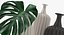 Feuilles de Monstera 010