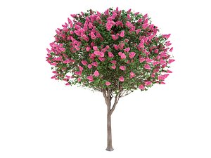 3D lagerstroemia - crepe myrtle