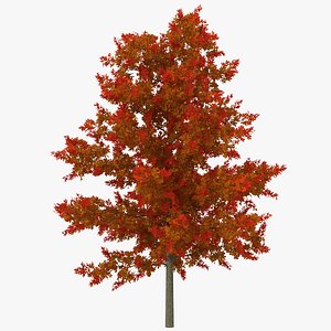 red oak young tree 3d model