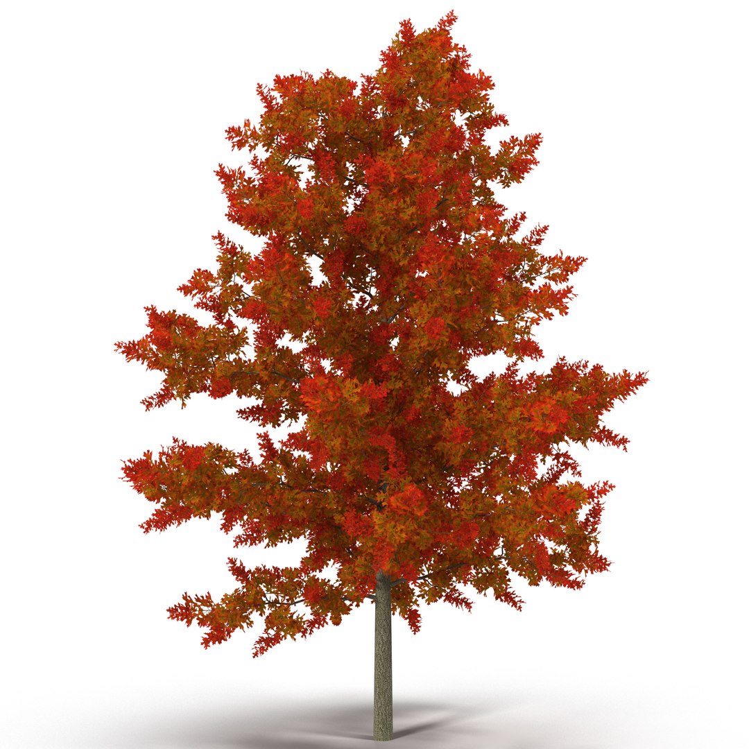 Red Oak Young Tree Autumn 3D model preview