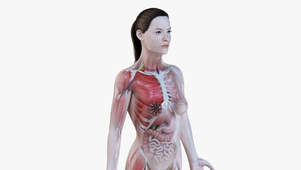 ANATOMY - FEMALE 解剖学模型 完整的女性解剖图3D模型- TurboSquid 1469560