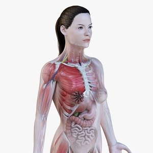 female anatomy simplified model