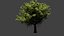 oak tree