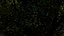oak tree