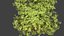 oak tree