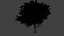 oak tree
