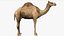 3D model Camel Rigged No fur 3D