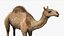3D model Camel Rigged No fur 3D