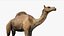 3D model Camel Rigged No fur 3D