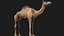 3D model Camel Rigged No fur 3D