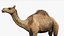 3D model Camel Rigged No fur 3D