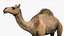 3D model Camel Rigged No fur 3D