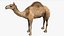 3D model Camel Rigged No fur 3D
