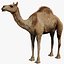 3D model Camel Rigged No fur 3D