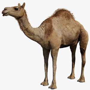 Camel Rigged No fur 3D