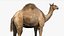 3D model Camel Rigged No fur 3D