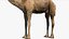 3D model Camel Rigged No fur 3D