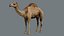 3D model Camel Rigged No fur 3D