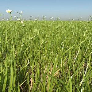 3D grass