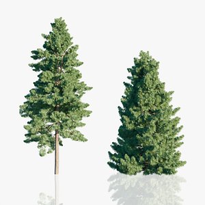 3D Japanese Umbrella Pine Trees