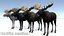 Moose - Bull