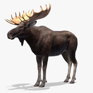 Moose - Bull