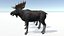 Moose - Bull