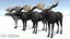 Moose - Bull