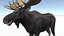 Moose - Bull